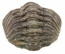 Bumpy Enrolled Morocops (Phacops) Trilobite #56560-2